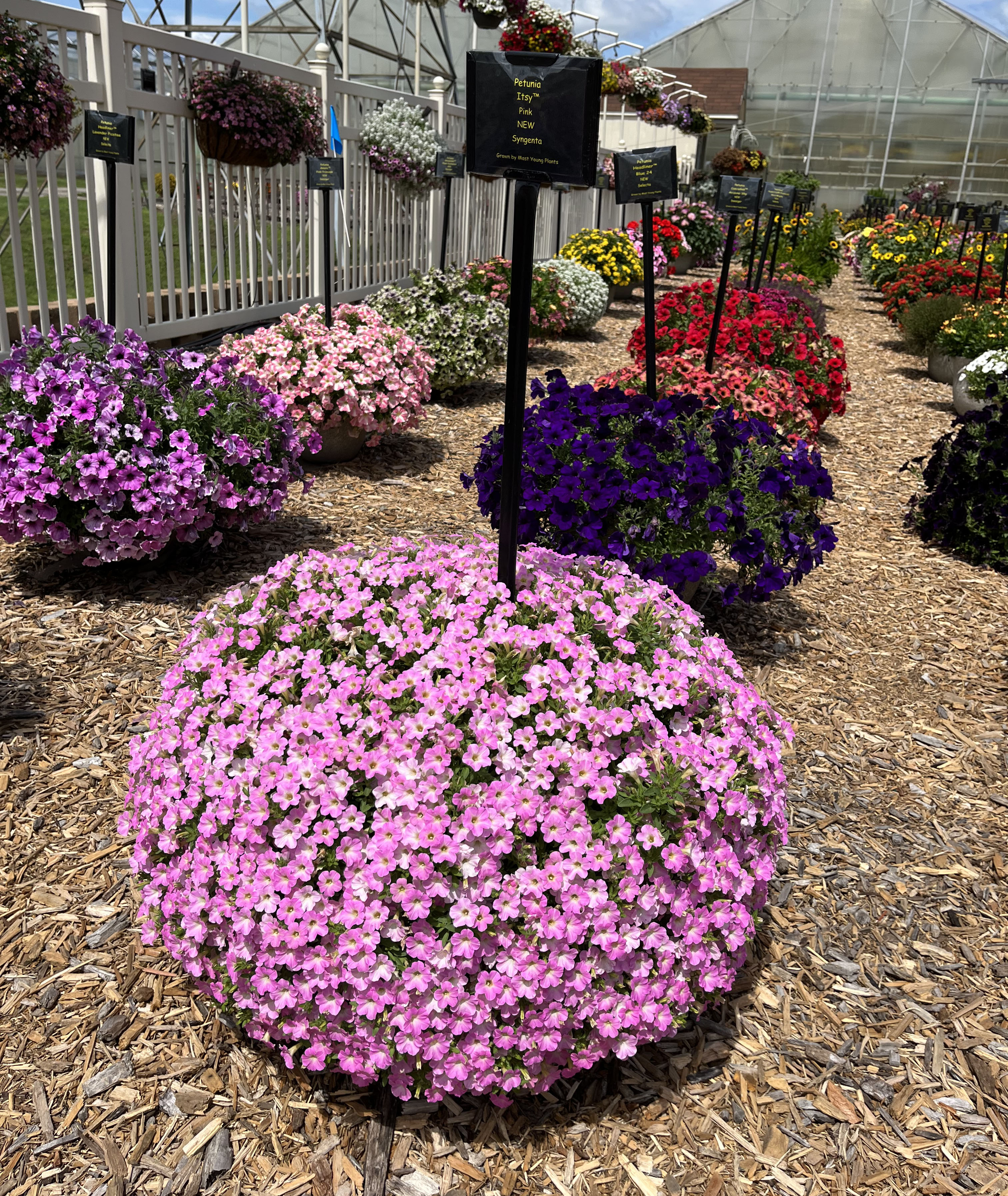 An Itsy Pink calibrachoa plant.